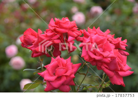 赤いバラ 17837753
