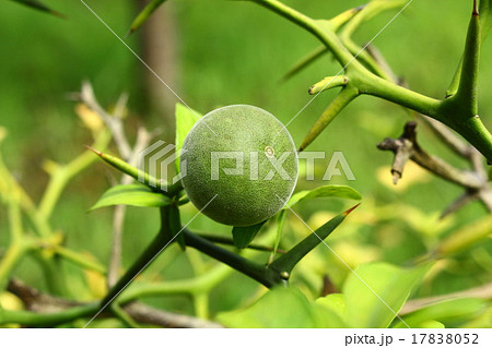 カラタチの実 17838052