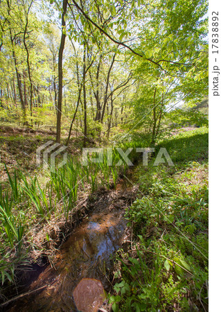 森の風景 森の風景 17838892