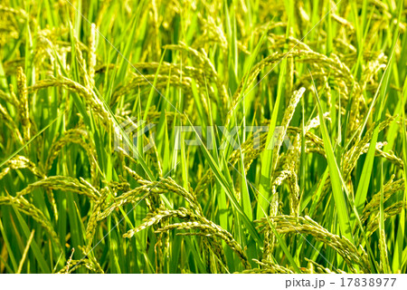 稲穂 17838977