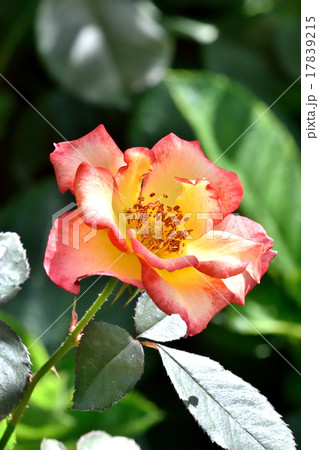 薔薇 薔薇 17839215