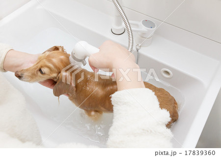 シャワー 17839360