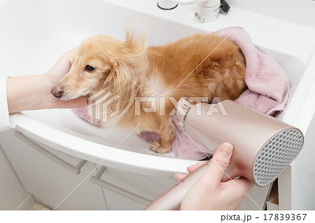 ドライヤー 17839367