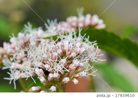 フジバカマ 17839610