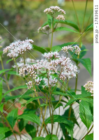 フジバカマ 17839611