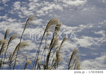 ススキと秋空 17839806