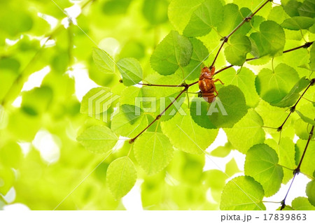 新緑イメージ カツラの葉に止まる蝉の抜け殻 新緑イメージ カツラの葉に止まる蝉の抜け殻 17839863