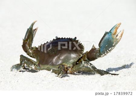 crab on beach 17839972