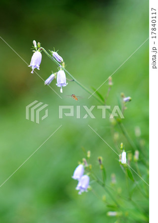 ツリガネソウとヒラタアブ 17840117