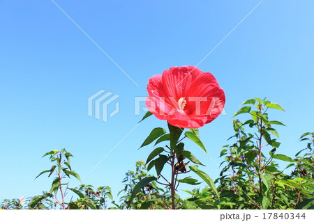 タイタンビカス 17840344