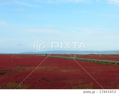 能取湖サンゴ草 能取湖サンゴ草 17841053