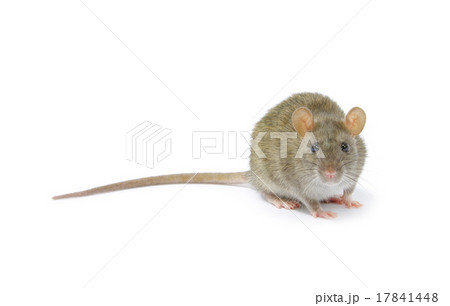 rat 17841448