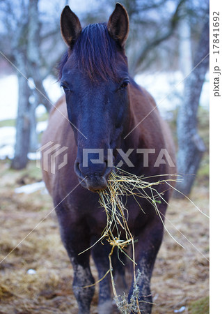 Brown Horse that eats hay in Snow land. Brown Horse that eats hay in Snow land. 17841692
