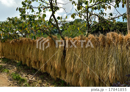 見沼田圃:稲干し 上野田にて 見沼田圃:稲干し 上野田にて 17841855