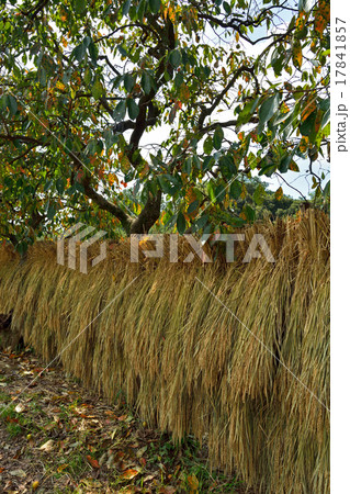 見沼田圃:稲干し 上野田にて 見沼田圃:稲干し 上野田にて 17841857