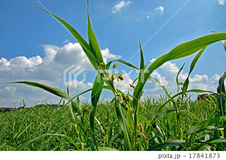 見沼田圃:ジュズダマ イネ科 見沼田圃:ジュズダマ イネ科 17841873