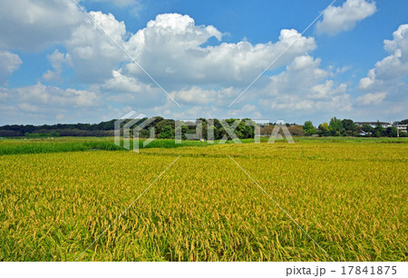 見沼田圃：加田屋新田 17841875