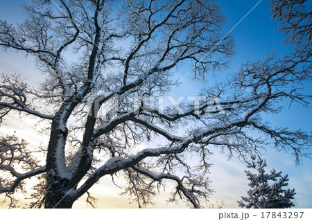 Branches covered with snow Branches covered with snow 17843297
