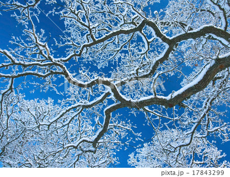 Branches covered with snow 17843299