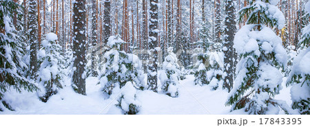 Winter forest panorama 17843395