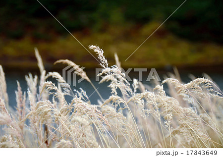 湖畔に揺れるススキ 17843649