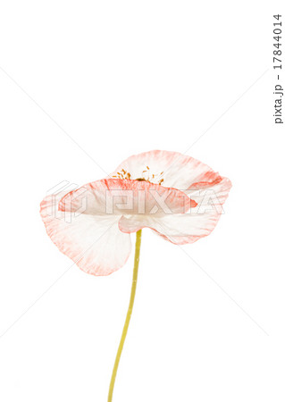 poppy isolated on the white 17844014
