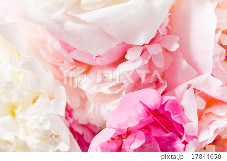 peony on the white 17844650