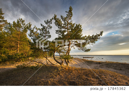 Pines on the beach Pines on the beach 17845362