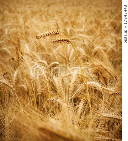wheat field 17845443
