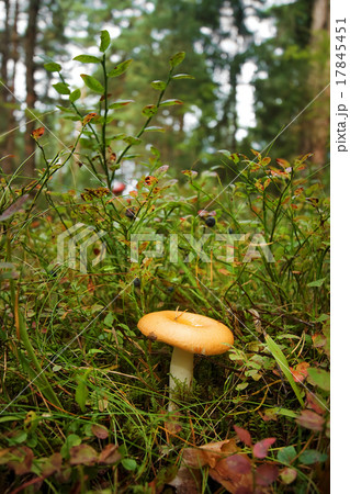 russula and bilberry bushes in the forest 17845451
