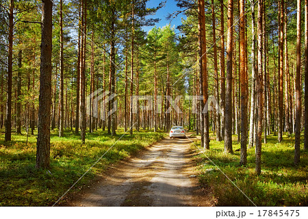 a car in the forest 17845475