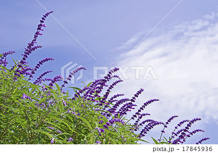 サルビア・レウカンサ サルビア・レウカンサ 17845936