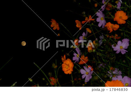 スーパームーンと秋桜 スーパームーンと秋桜 17846830