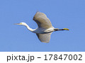 コサギの飛翔 17847002