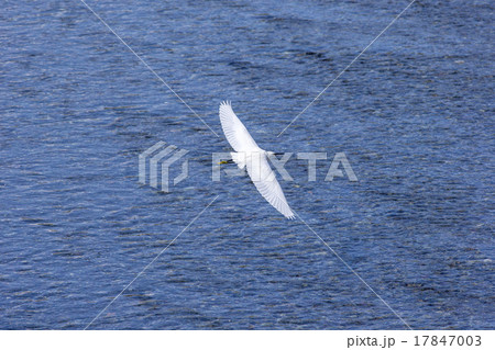 コサギの飛翔 17847003