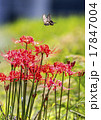 ヒガンバナとアゲハチョウ 17847004