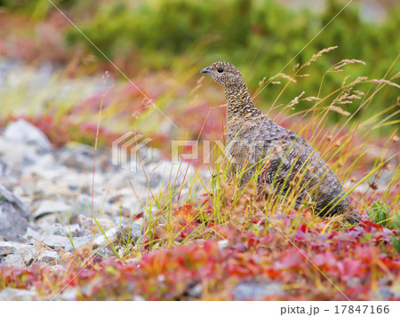 秋のライチョウ雌 17847166