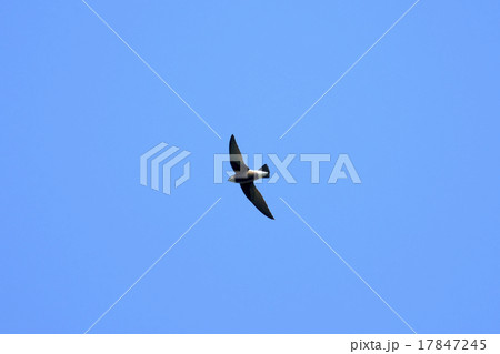 ハリオアマツバメ飛翔 17847245