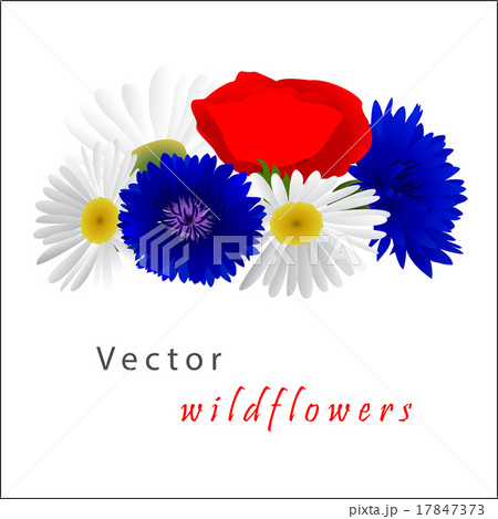 Vector background with chamomile, cornflowers 17847373
