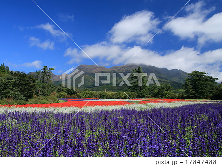 サルビア畑と青空(くじゅう連山) 17847488