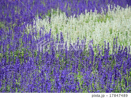 サルビア畑 17847489