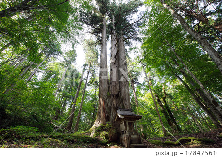 森の巨樹　法内の八本杉　秋田県天然記念物 17847561