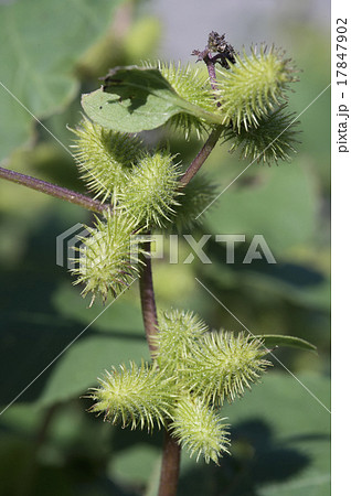 オオオナモミ 17847902