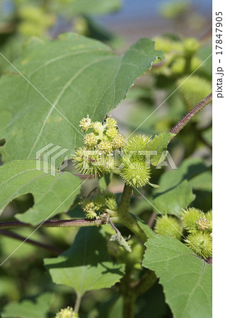 オオオナモミ 17847905