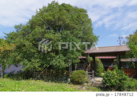 妻籠宿（つまごじゅく）　中山道の宿場町　県天然記念物のぎんもくせい 17848712