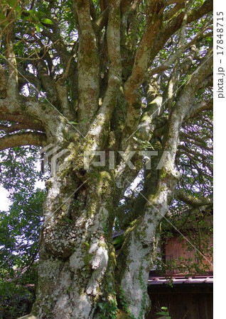 妻籠宿（つまごじゅく）　中山道の宿場町　県天然記念物のぎんもくせい 17848715