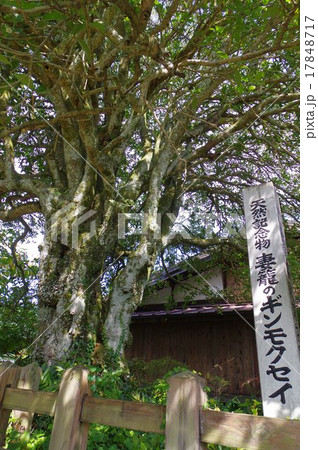 妻籠宿（つまごじゅく）　中山道の宿場町　県天然記念物のぎんもくせい 17848717