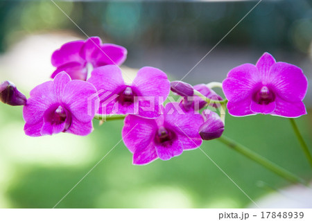 Blue Orchid 17848939