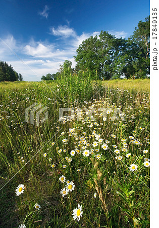 Field with chamomile flowers Field with chamomile flowers 17849136