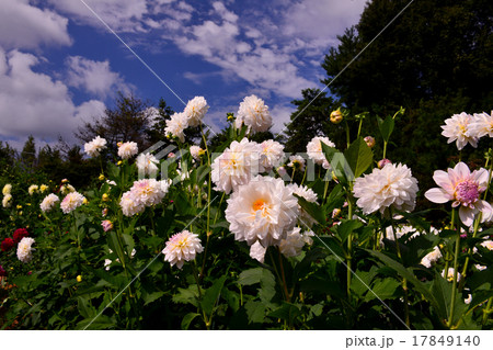 広島県世羅高原農場のダリア園の写真素材